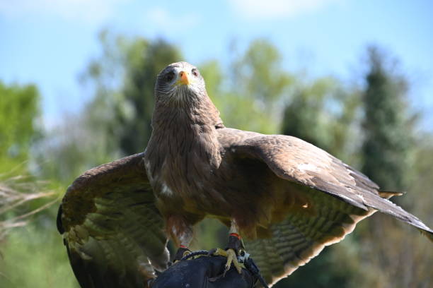 istock Bird of Prey 1446715766
