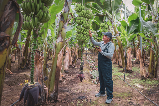 Mature male farmer with digital tablet controls the ripening process of banana trees in green house.