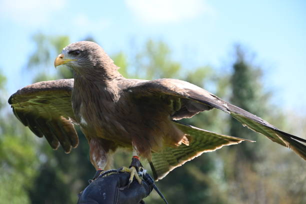 istock Bird of Prey 1446715812