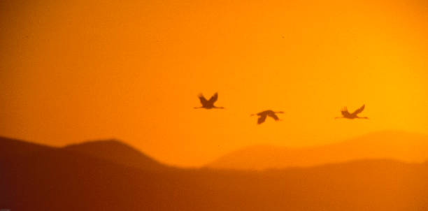 Snow geese, Anser caerulescens, flying at sunset around the Sacramento National Wildlife Refuge in the Sacramento Valley, California.