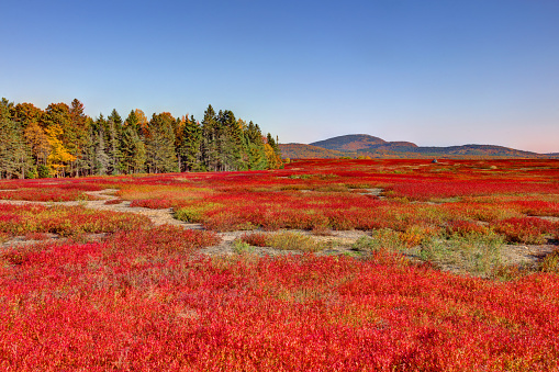 Maine blueberry field in autumn near Acadia National Park