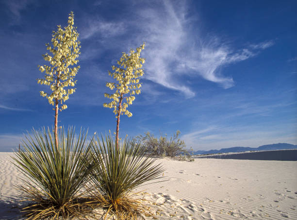 blooming yucca's in white sands national park - yucca imagens e fotografias de stock