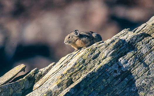 A Pika (rodent) is seen soaking up the sunshine while sitting on rocky terrain.
