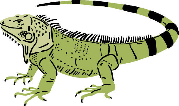 ilustraciones, imágenes clip art, dibujos animados e iconos de stock de iguana lagarto animal dibujado a mano color ilustración - iguana