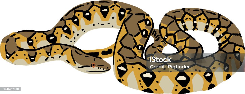 Snake Stock Image Python Python Snake Animal Hand Drawn Color Illustration Stock Illustration ...
