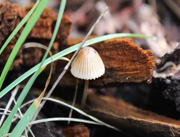 mycena galopus는 mycenaceae 계통의 곰팡이 종입니다. - 자주졸각버섯 뉴스 사진 이미지