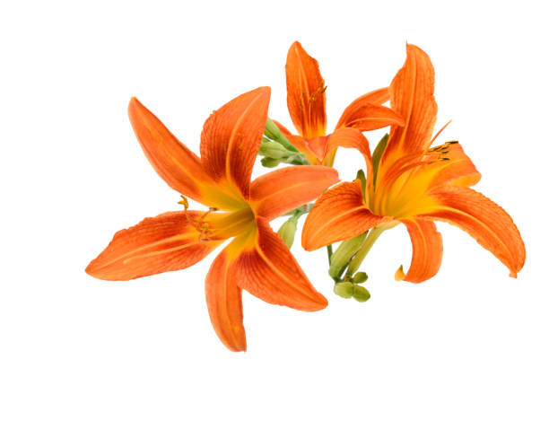 istock Beautiful orange day-lily bunch 1446720090