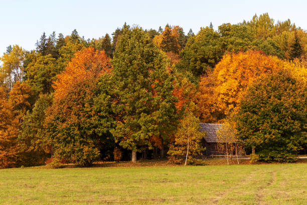 istock Colorful autumn trees with green grass and blue sky 1446720690