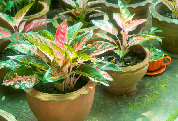 Aglaonema foliage in water jar or pot at home, Spring Snow Chinese Evergreen, Exotic tropical leaf, Chinese Evergreen background, plant house air purifying tree healthy concept, Small park is set at home during free time on day off. follaje de aglaonema en jarra de agua o maceta en casa, nieve de primavera chino de hoja perenne, hoja tropical exótica, fondo chino de hoja perenne, concepto saludable de árbol purificador de aire de la casa de la planta, pequeño parque en casa durante
