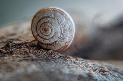 An old empty snail shell close-up on the ground