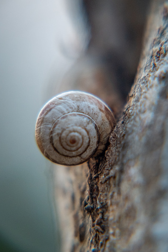 Primer plano de un caracol pequeño