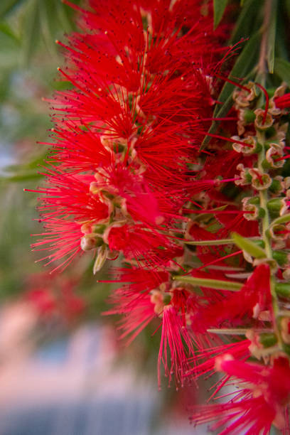 Primer plano de un árbol den flor, CALLISTEMON LAEVIS, árbol del cepillo