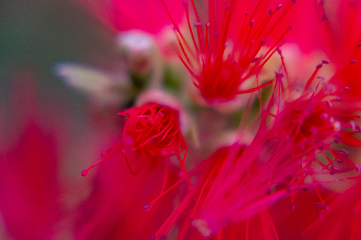 Close-up of red petal from a flower. extreme macro shot.