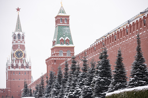 Evergreen trees in front of the Kremlin wall in Red Square. Kremlin with a clock in the background on a cold snowy day