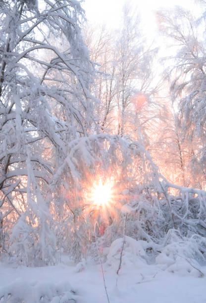 istock a Sun in snowy trees after snowfall in winter 1446722669
