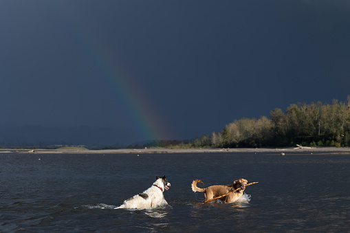 Dogs playing in the Columbia River with a Rainbow in the background