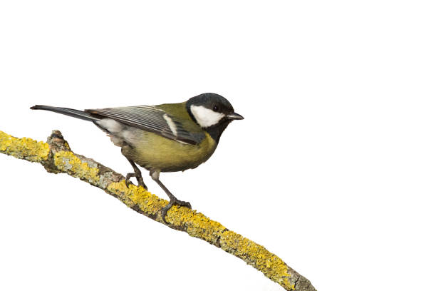 istock Colorful great tit Parus major perched on a tree , bird isolated on white background 1446723419
