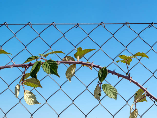 istock thorny blackberry branch on a mesh fence with blue sky background 1446723438
