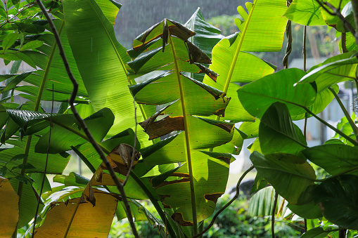 Tropical foliage background image. Back-lit leaves in the Jungle of Oahu, Hawaii