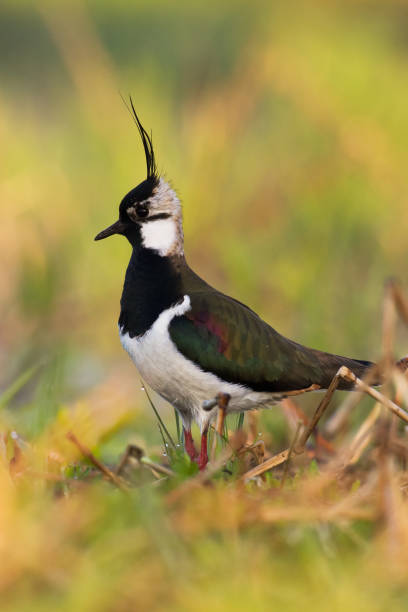 watvogel - kiebitz vanellus vanellus frühling in polen europa - kiebitz stock-fotos und bilder