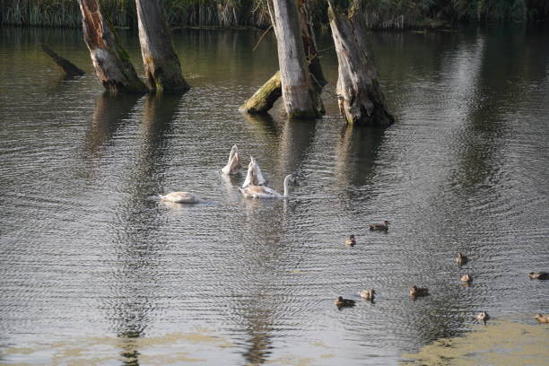 istock swan, duck or cormorant at danube river 1446724151