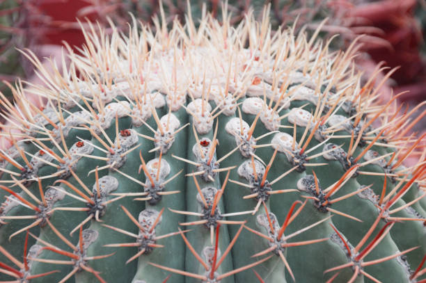 istock Element Beautiful round green cactus with clear needle-like tips. Succulent. Tropical plants. 1446724382