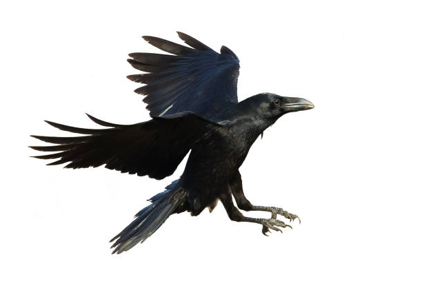 istock Birds flying raven isolated on white background Corvus corax. Halloween 1446725354