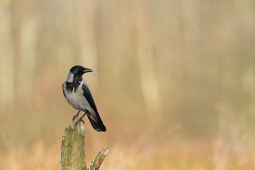 Bird - Hooded Crow flying bird, wildlife Poland Europe