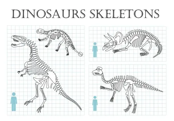 Vector illustration of Dinosaurs skeletons line