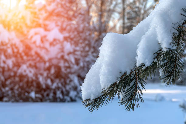 istock Closeup of Christmas tree background. Pine branches and sun lights 1446726855
