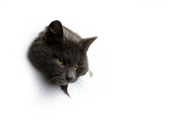 istock The head of a gray cat on a white background. 1446727236