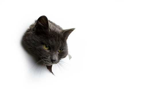 The head of a gray cat on a white background. High quality photo