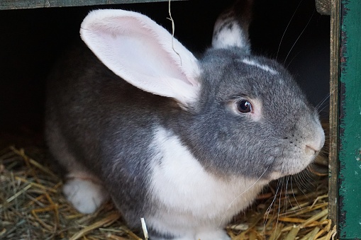 portrait of a white and gray large rabbit in the barn