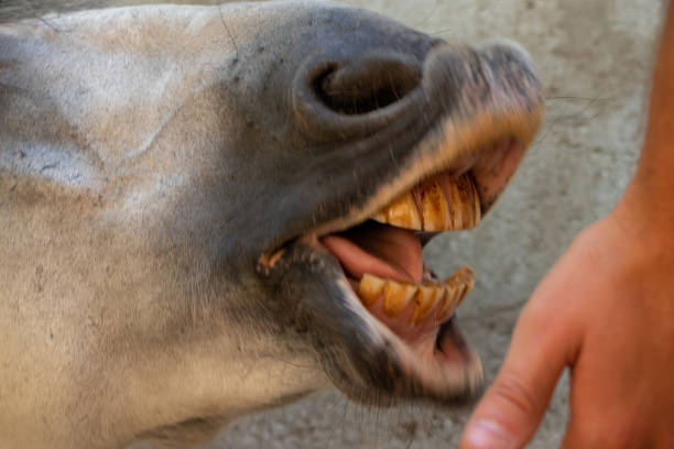 istock horse feeding on the farm in summer close up, horse muzzle 1446727340