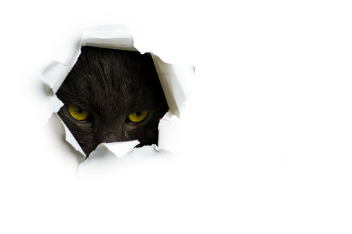 Funny cat peeking out of torn paper isolated on white background. High quality photo