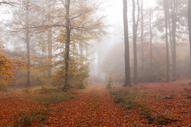 istock In the beech forest in autumn 1446728534