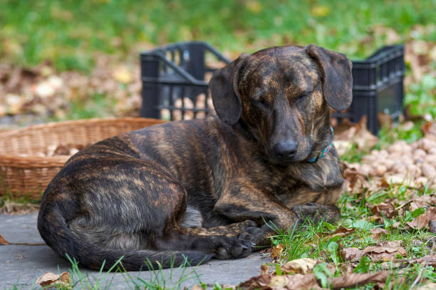 Harvest guard - sleeping dog and walnut harvest Harvest guard - sleeping dog and walnut harvest on background plott hound stock pictures, royalty-free photos & images
