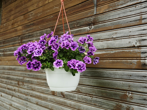 flowers petunia veined pot hanging wall wooden weathered gardening