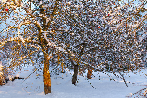 beautiful snowy winter apple orchard  at sunset