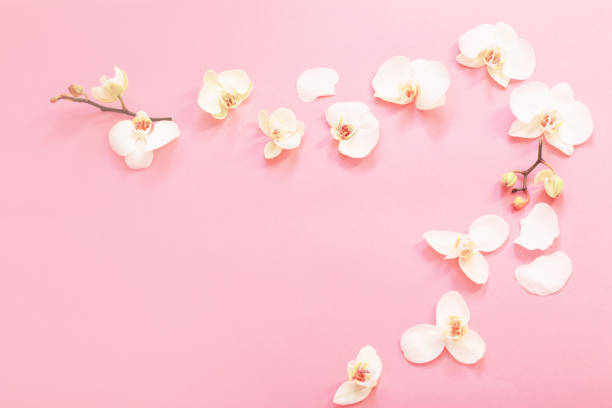 istock white orchid flowers on pink ackground 1446729837