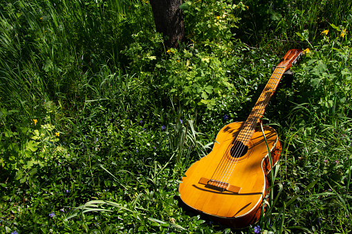 wooden brown guitar lies in wildflowers in spring in Ukraine