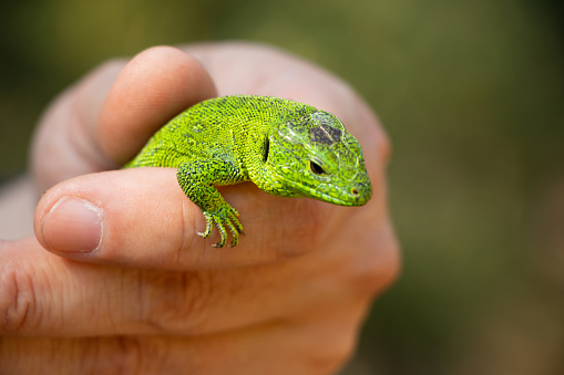 green lizard sitting on a hand caught in a park in Ukraine