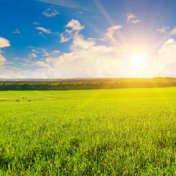 istock Green field and bright sunrise over the horizon. 1446731573