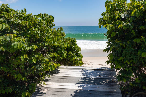 istock Trail to the beach in bombinhas 1446731662