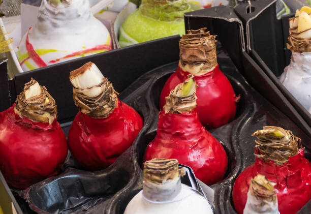 Bulbs of Amaryllis on Christmas Market stock photo