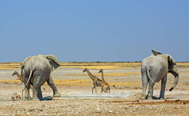 istock Wild Africa with Elephants and Giraffe 1446731730