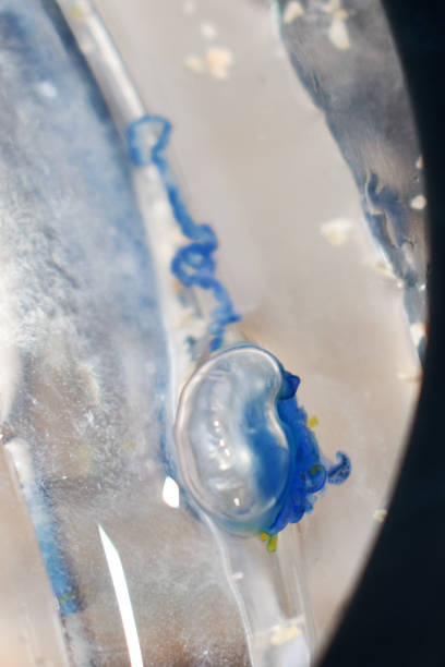 istock Blue jellyfish with one tentacle 1446732546