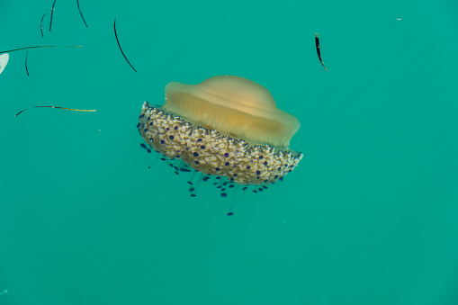 Top view of a Mediterranean jellyfish (Cotylorhiza tuberculata) floating in the see water of Savudria port in Istria, Croatia
