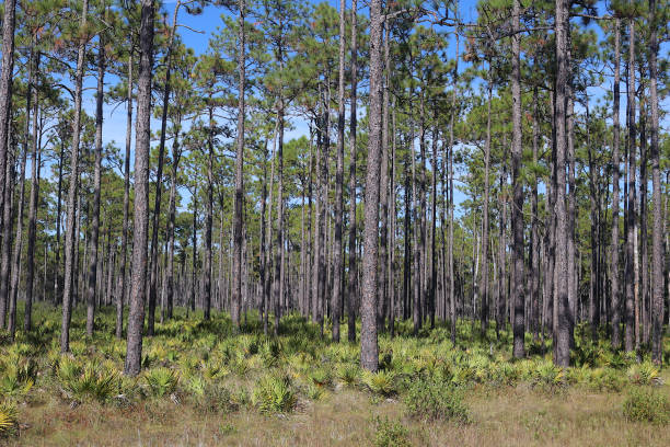 istock Palmetto And Slash Pine Forest 1446732988