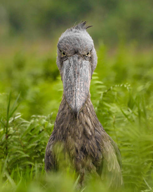 特撮 Shoebill File:The shoebill portrait.jpg - Wikimedia Commons